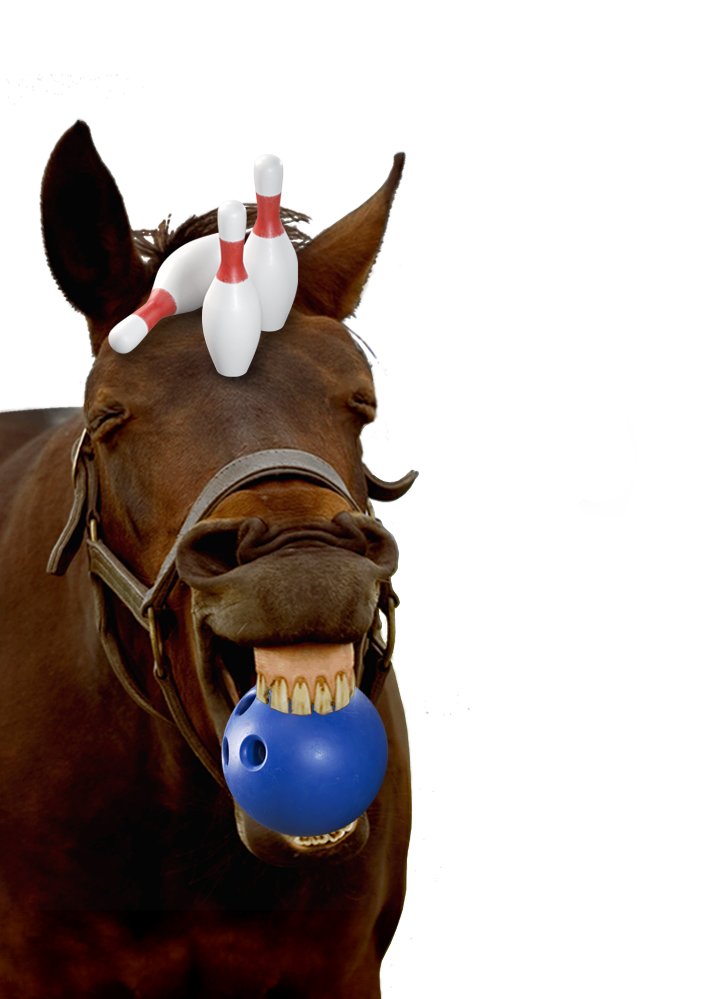horse