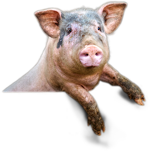 pig
